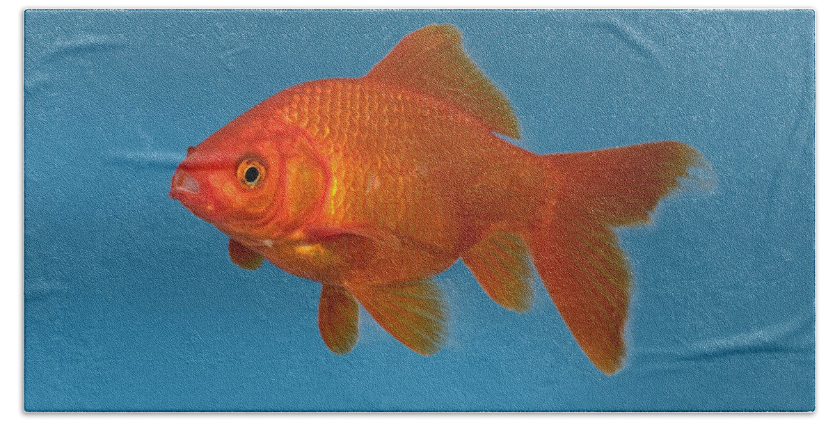 Mp Bath Towel featuring the photograph Goldfish Carassius Auratus In Aquarium by Konrad Wothe