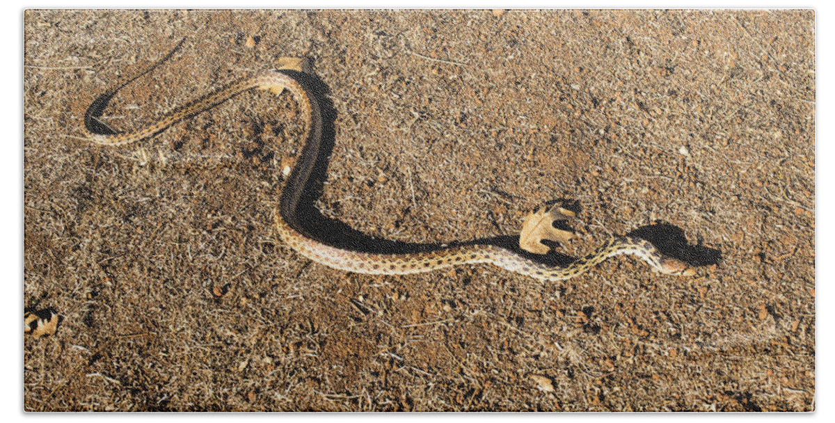 Gopher Snake Bath Towel featuring the photograph Gopher Snake by Frank Wilson