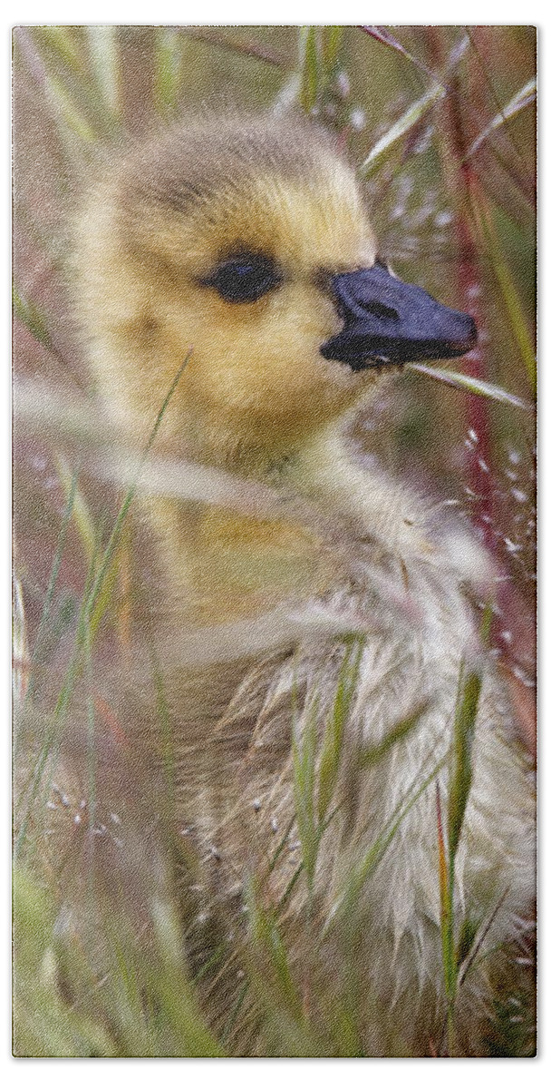 Baby Hand Towel featuring the photograph Gosling in the Meadow by Sue Harper