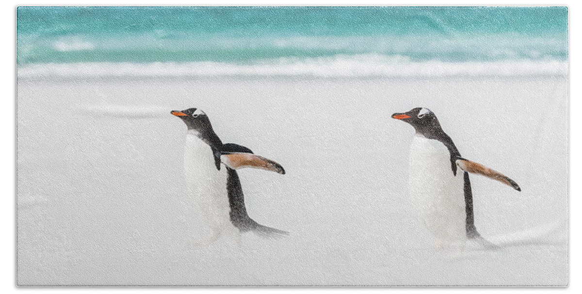 The Falklands Bath Towel featuring the photograph Gentoo penguins caught in a sand storm. by Usha Peddamatham