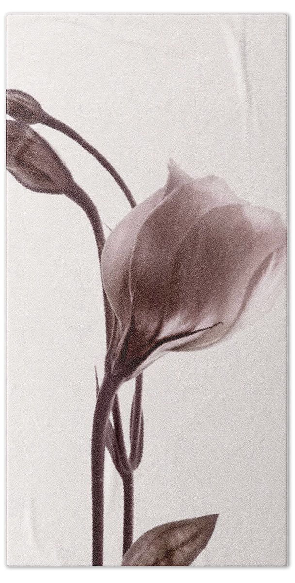 Lisianthus Flowers Bath Towel featuring the photograph Grace in Simplicity by Leda Robertson