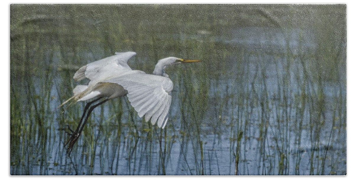 Great Egret Bath Sheet featuring the photograph Grace Over Water by Belinda Greb