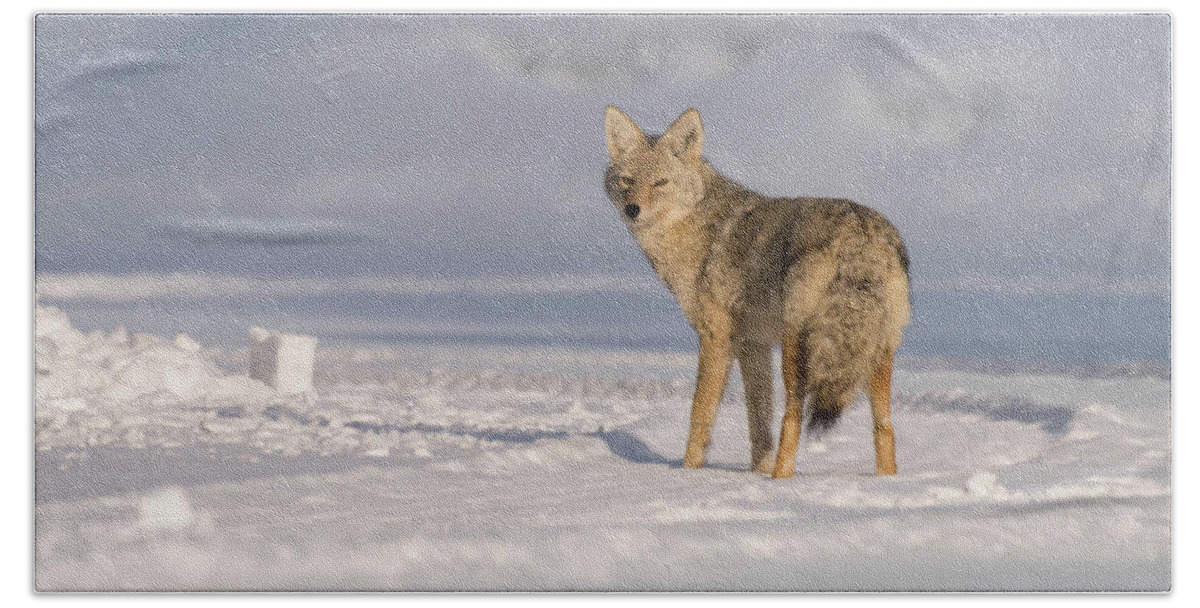 Coyote Bath Towel featuring the photograph Grand Teton Coyote by Jody Partin