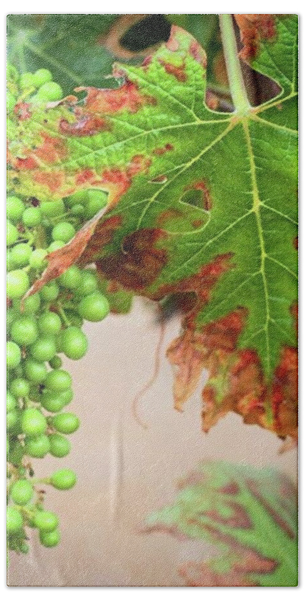 Vineyard Hand Towel featuring the photograph Grapes And Grape Leaves by J Lopez