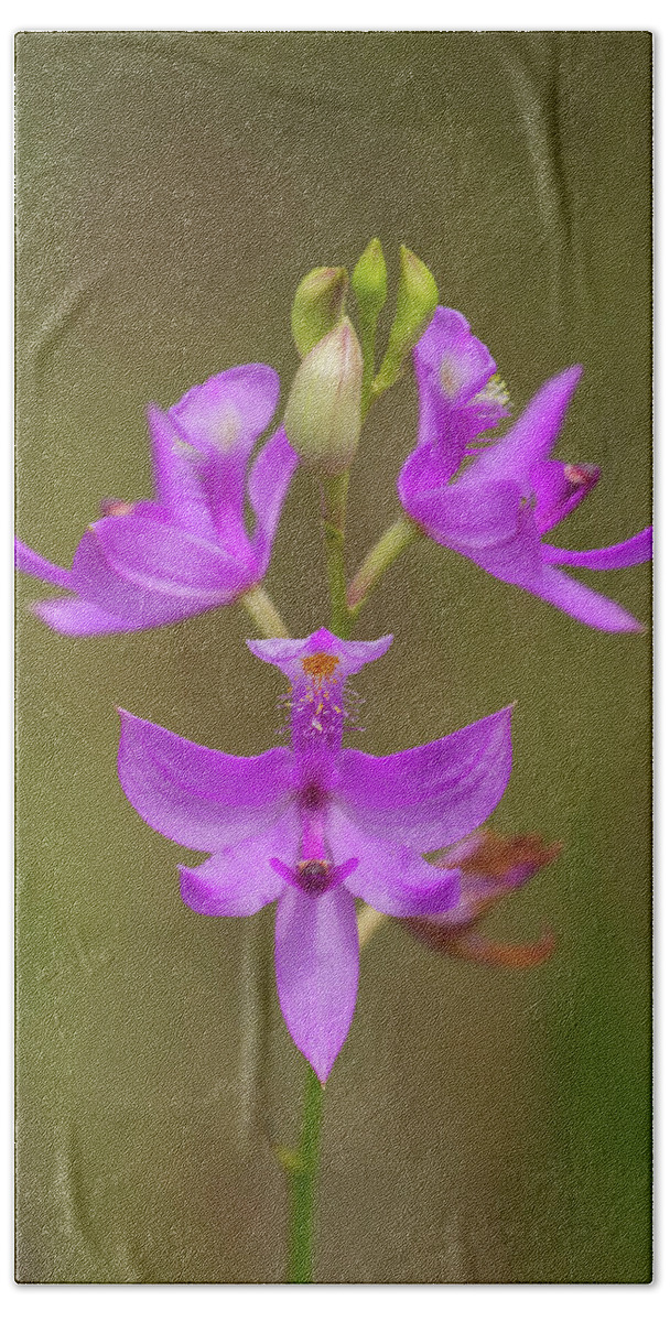 Orchid Bath Towel featuring the photograph Grasspink #1 by Paul Rebmann