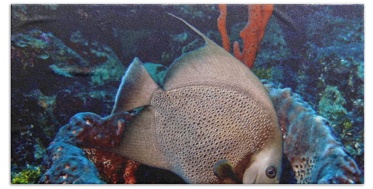 Angelfish Bath Towel featuring the photograph Gray Angel Fish and Sponge by Amy McDaniel