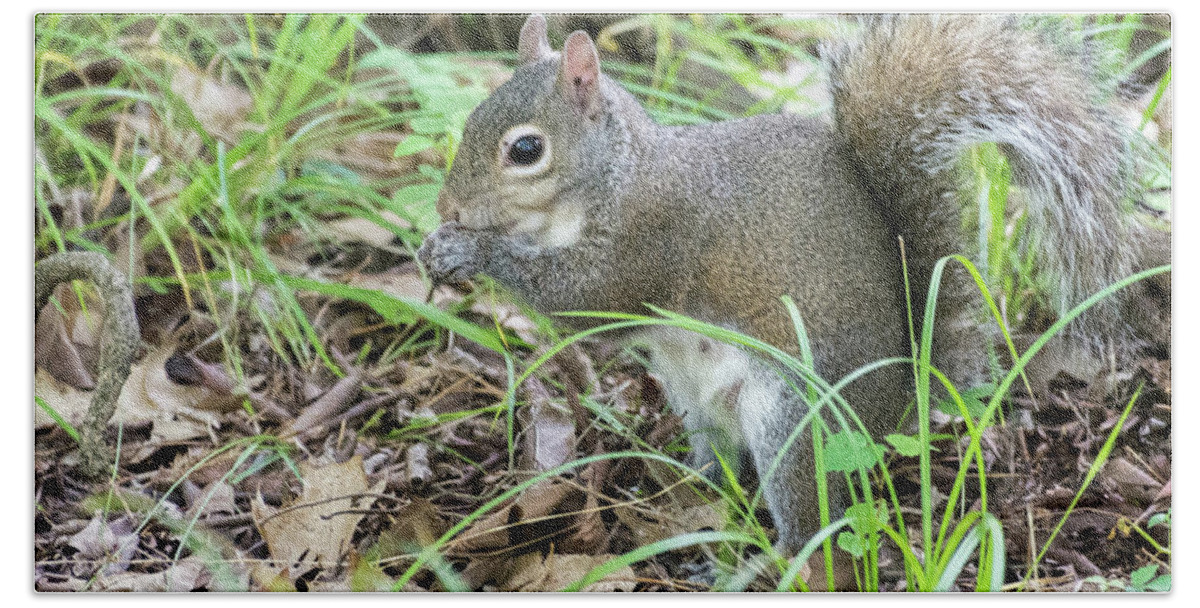 Animal Hand Towel featuring the photograph Gray Squirrel Eating by John Benedict