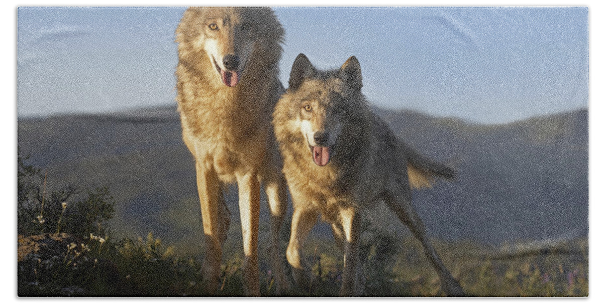 Mp Bath Towel featuring the photograph Gray Wolf Canis Lupus Pair Standing by Tim Fitzharris