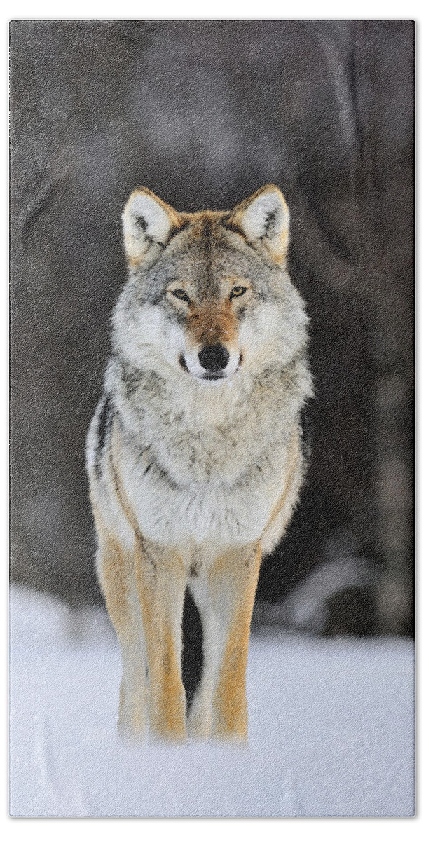 Mp Bath Towel featuring the photograph Gray Wolf in the Snow by Jasper Doest