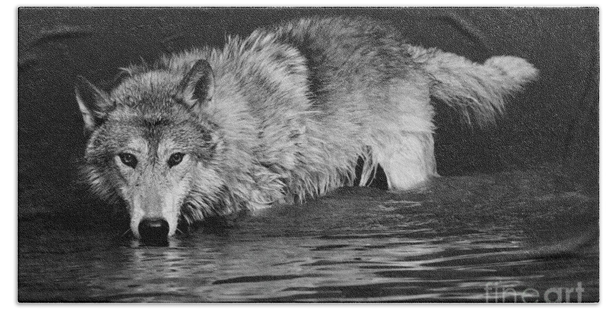 Gray Wolf Hand Towel featuring the photograph Gray Wolf Watches #2 by Art Cole