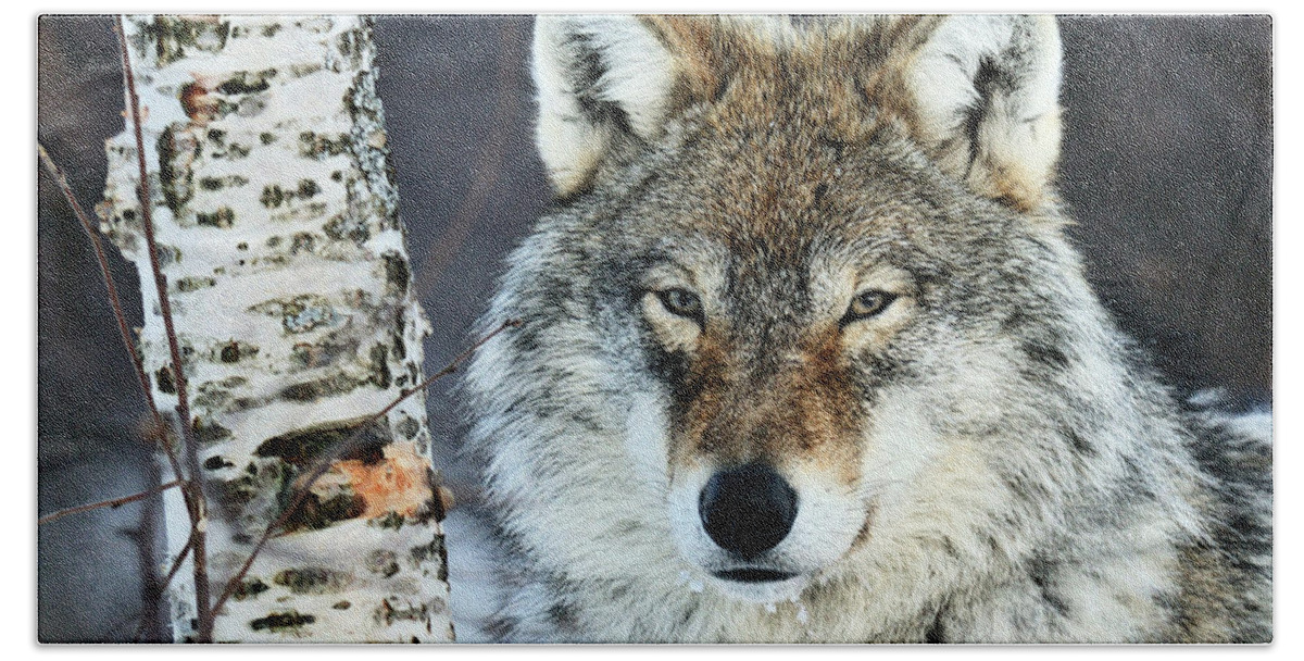 70015066 Bath Towel featuring the photograph Gray Wolf Portrait by Jasper Doest