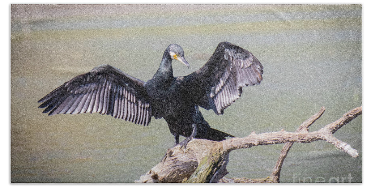 Animalia Hand Towel featuring the photograph Great black cormorant drying wings after fishing #1 by Jivko Nakev