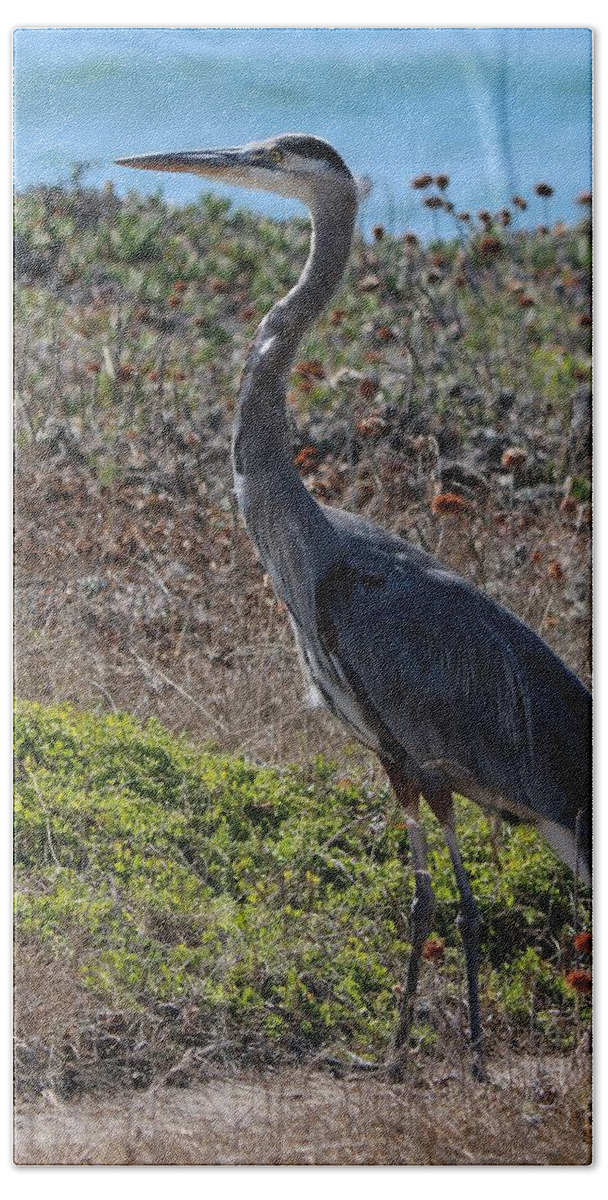Great Blue Heron Bath Towel featuring the photograph Great Blue Heron - 12 by Christy Pooschke