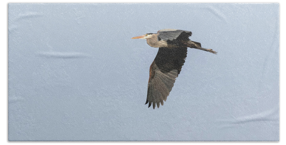 Great Blue Heron Bath Towel featuring the photograph Great Blue Heron 2015-13 by Thomas Young