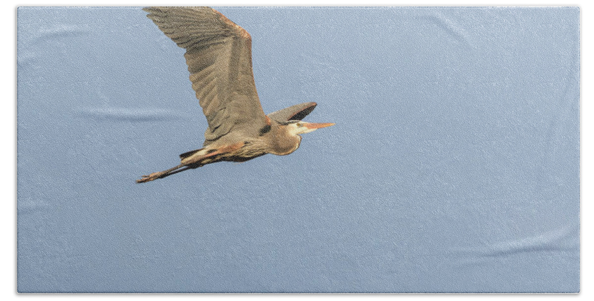 Great Blue Heron Hand Towel featuring the photograph Great Blue Heron 2015-17 by Thomas Young