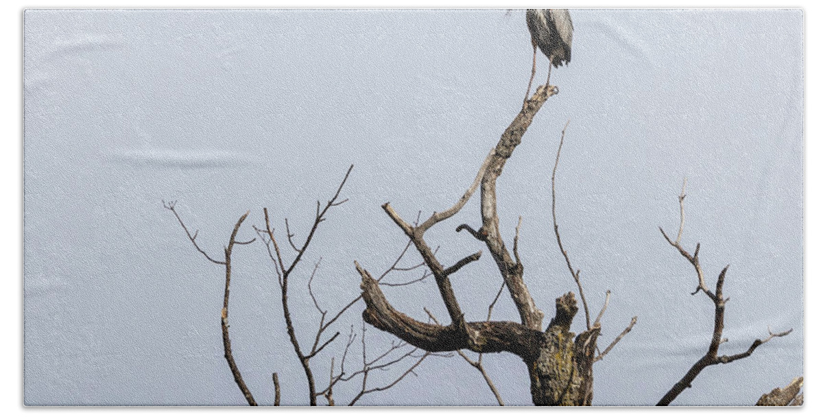 Great Blue Heron Bath Sheet featuring the photograph Great Blue Heron 2015-4 by Thomas Young