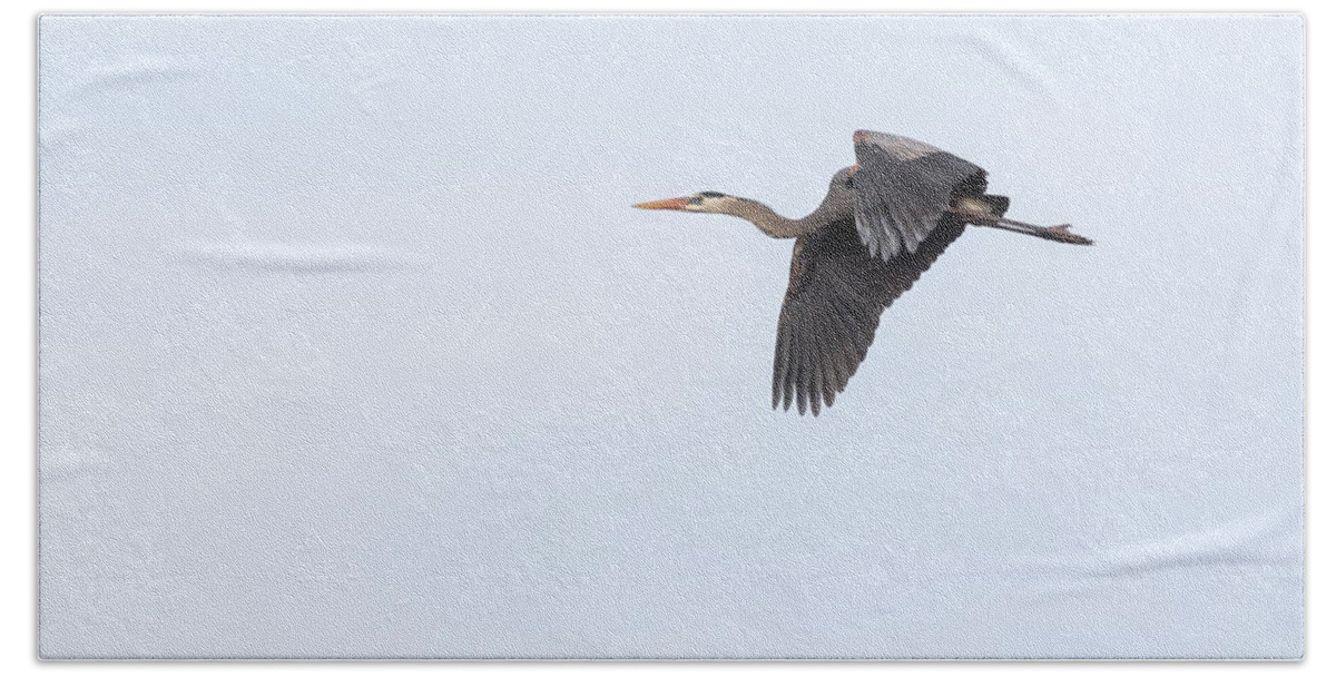 Great Blue Heron Bath Towel featuring the photograph Great Blue Heron 2017-1 by Thomas Young