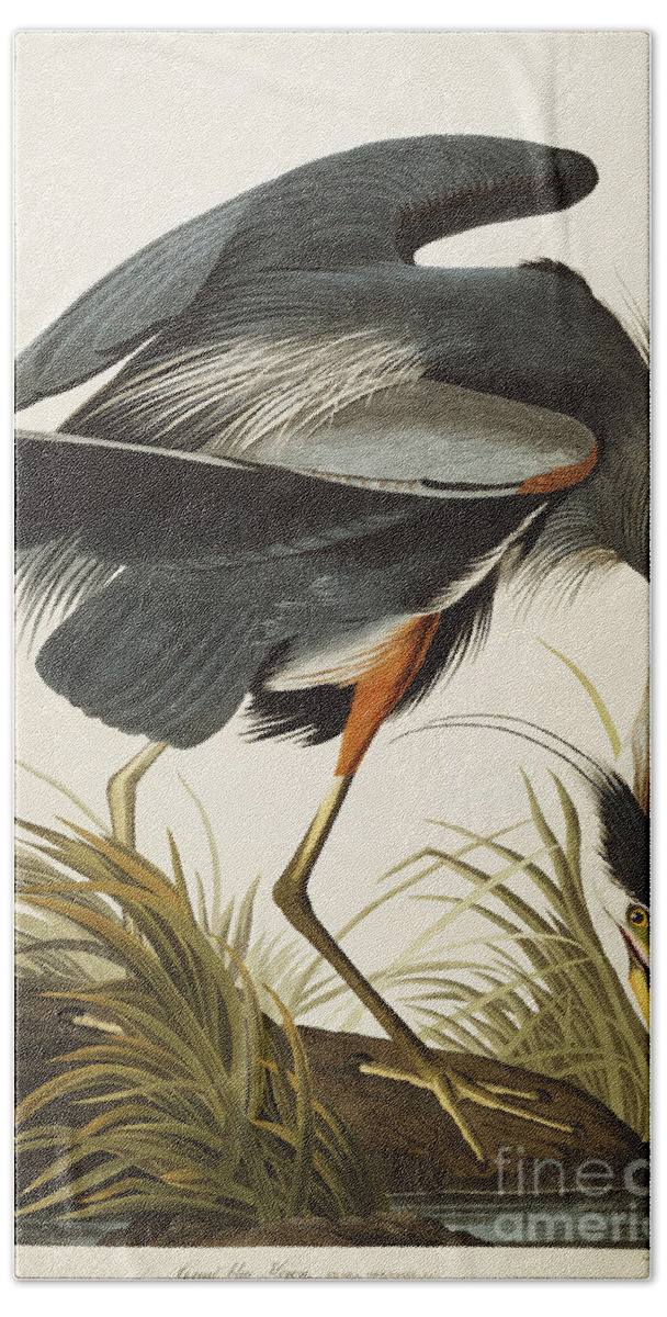 Great Blue Heron Hand Towel featuring the drawing Great Blue Heron by John James Audubon