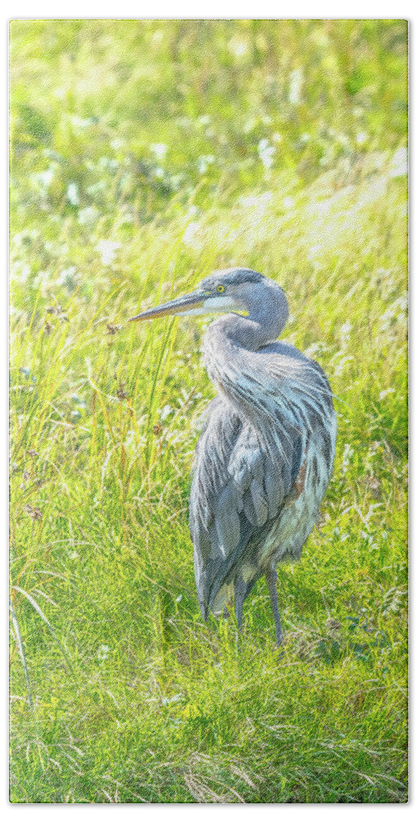 Great Blue Heron Bath Towel featuring the photograph Great Blue Heron - Looking back by David Lee