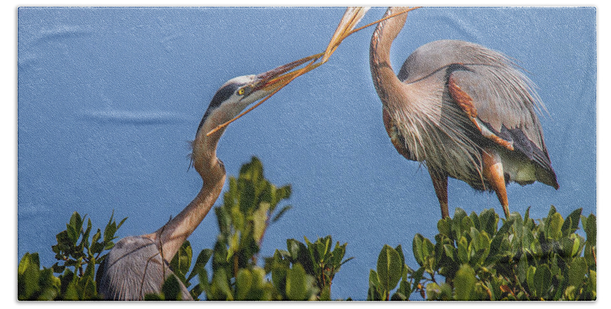 Bradenton Hand Towel featuring the photograph Great Blue Heron Nest Building by Ronald Lutz