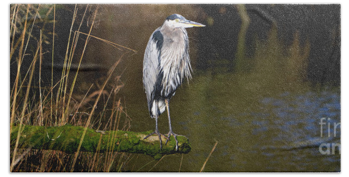 Denise Bruchman Hand Towel featuring the photograph Great Blue Heron on a Log by Denise Bruchman