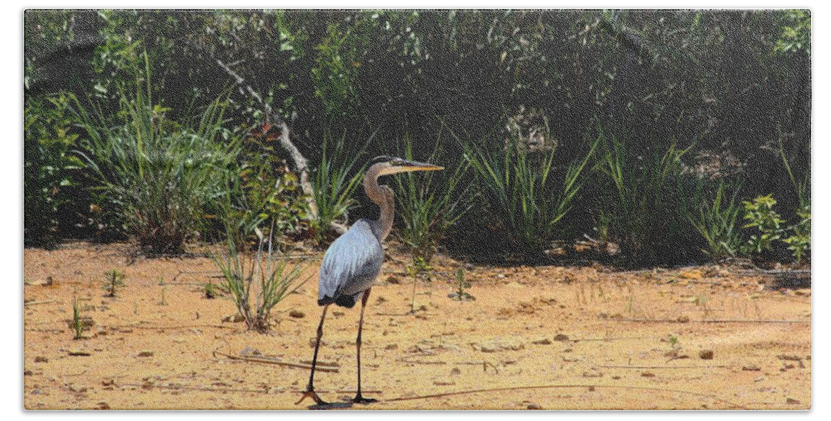 Nature Bath Towel featuring the photograph Great Blue Heron on Beach by Sheila Brown