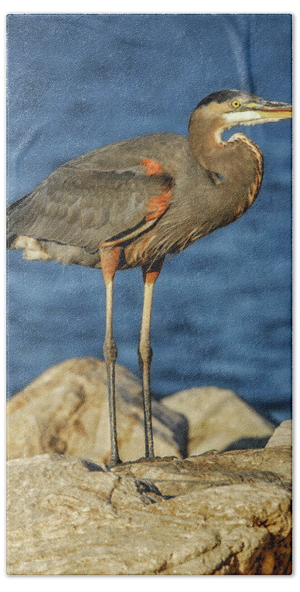 Ardea Herodias Hand Towel featuring the photograph Great Blue Heron on rock by Patrick Wolf