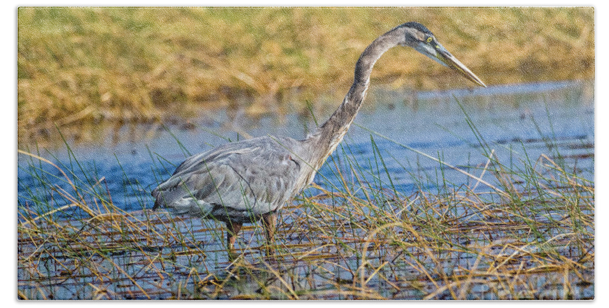 Herons Bath Towel featuring the photograph Great Blue Heron On The Hunt by DB Hayes