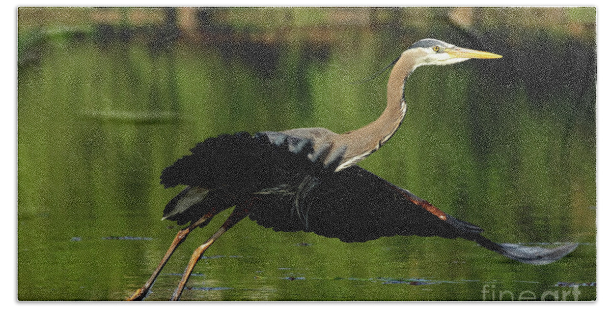 Great Blue Heron Hand Towel featuring the photograph Great Blue Heron - Over Green Waters by Sue Harper