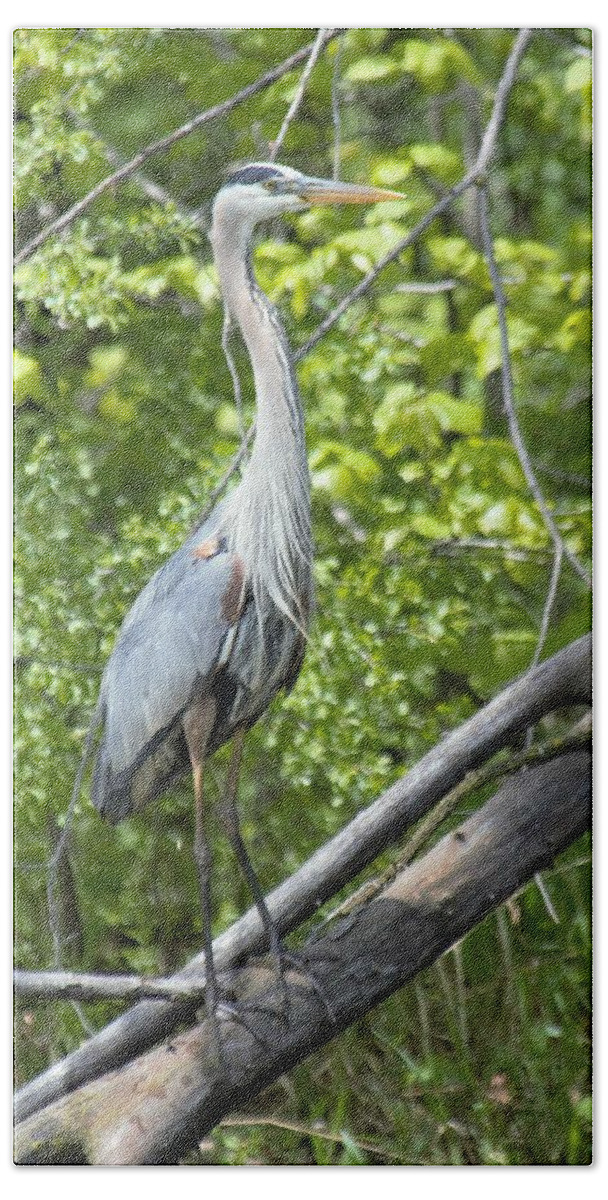 Great Blue Heron Bath Towel featuring the photograph Great Blue Heron Pose by Michael Hall