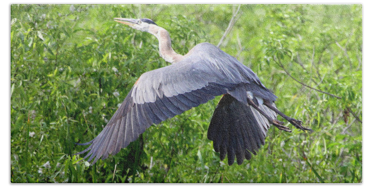 Great Blue Heron Bath Towel featuring the photograph Great Blue Heron Takeoff by Barbara Bowen