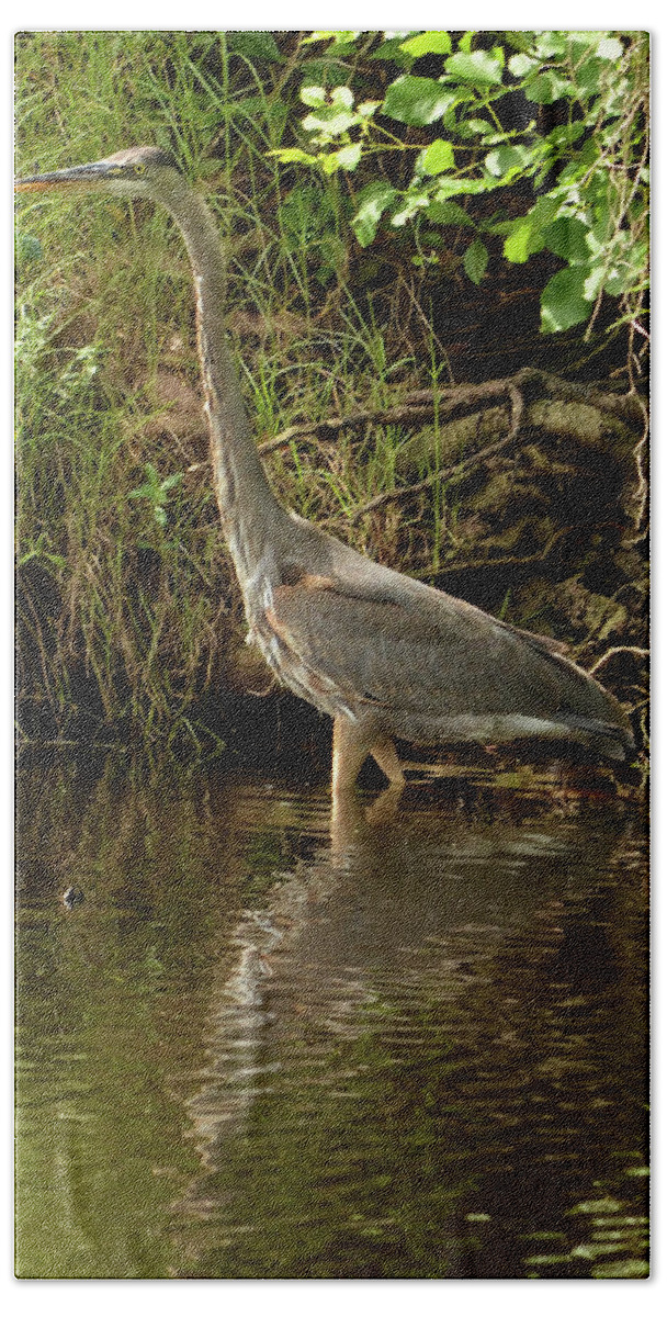 Nature Photography Bath Towel featuring the photograph Great Blue Heron Wading in a Pond by Artful Imagery