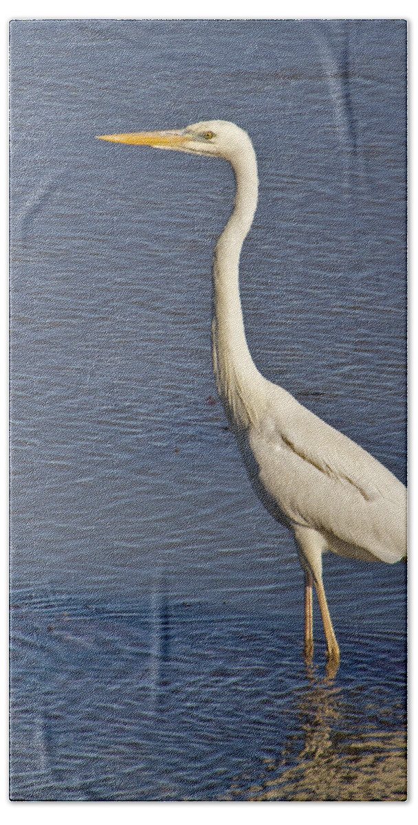 Nature Hand Towel featuring the photograph Great Egret by Bob Slitzan