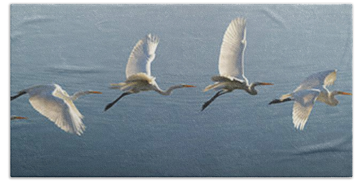 Wildlife Hand Towel featuring the photograph Great Egret Flight Sequence by Brian Tada