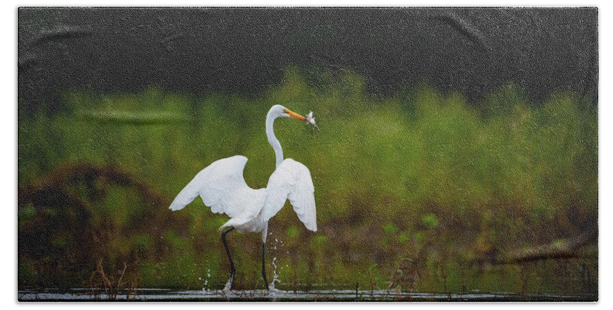Nature Bath Towel featuring the photograph Great Egret, Great Fisherman by Jeff Phillippi