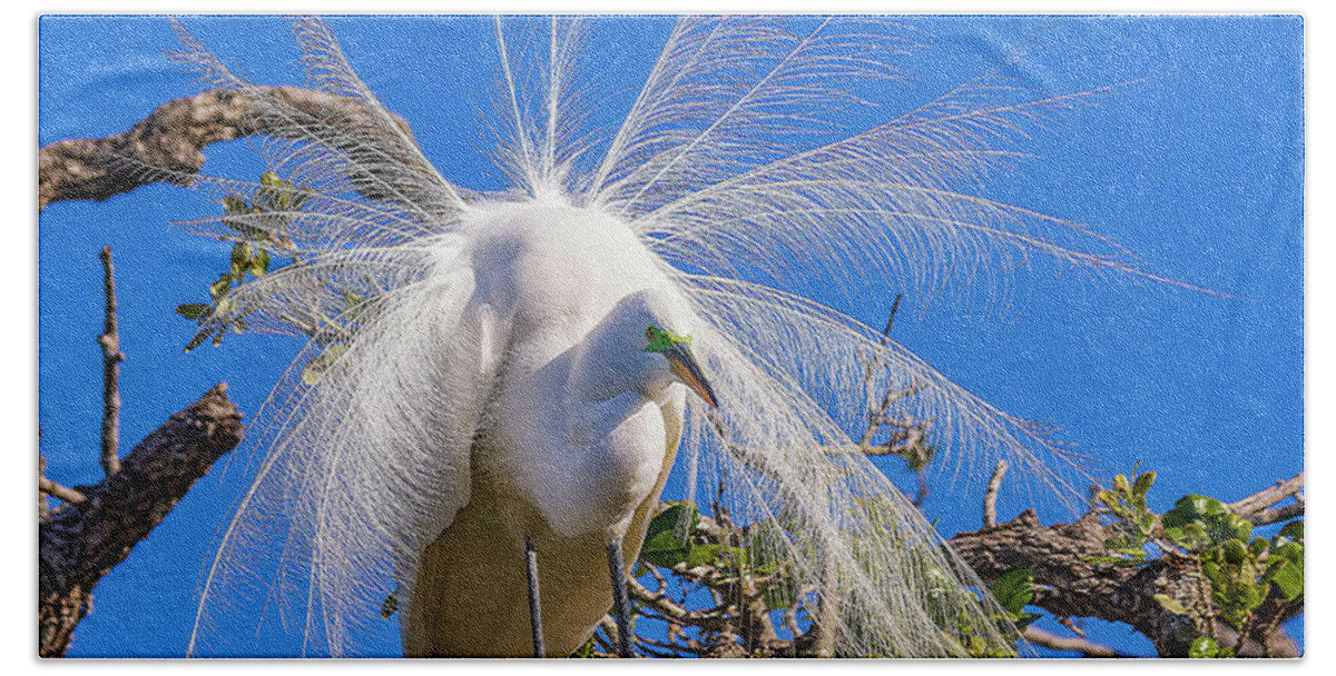 Egrets Bath Towel featuring the photograph Great Egret In Breeding Plumage by DB Hayes