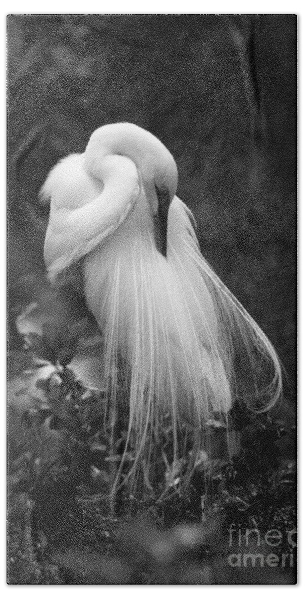 Great Egret Hand Towel featuring the photograph Great Egret Preening by John F Tsumas