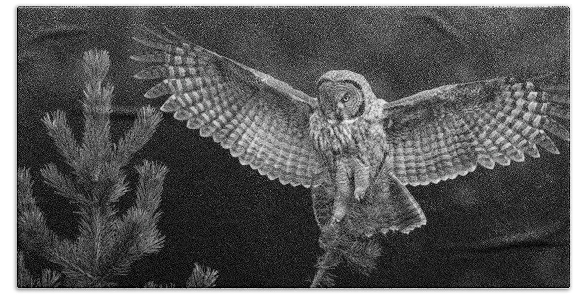 Great Gray Owl Bath Towel featuring the photograph Great Gray Owl Black and White by Max Waugh