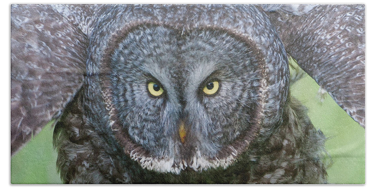 Mark Miller Photos Hand Towel featuring the photograph Great Gray Owl Flight Portrait by Mark Miller