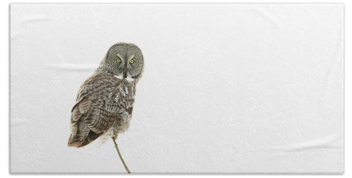Bird Bath Towel featuring the photograph Great Grey Owl on White by Mircea Costina Photography