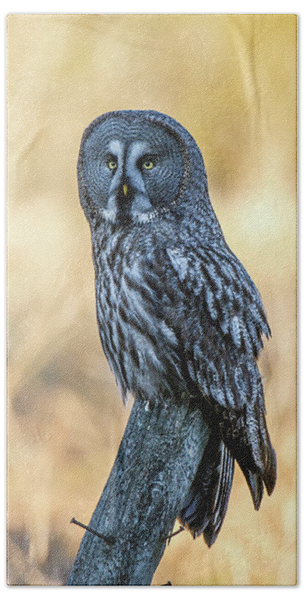 Great Grey Perching Hand Towel featuring the photograph Great Grey Perching by Torbjorn Swenelius