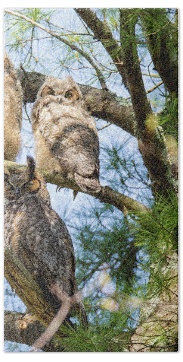 Great Horned Owl Bath Towel featuring the photograph Great Horned Owl Family by Darryl Hendricks