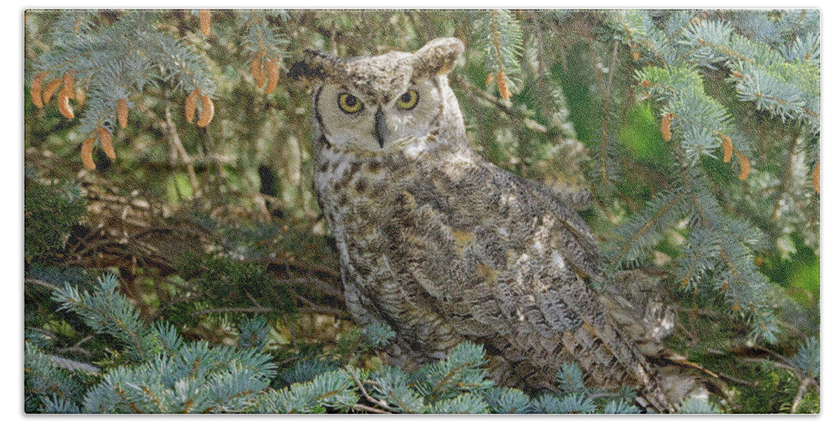 Fine Art Horned Owl Greeting Cards. Fine Art Great Horned Owl Greeting Cards. Great Horned Owl Photography. Owl Greeting Cards. Owl Pictures. Bird Photography. Nature Photography. Mountain Photography. Tree Photography. Wildlife Photography. Rabbets. Rodents. Crows. Ducks. Owls. Bath Towel featuring the photograph Great Horned Owl by James Steele