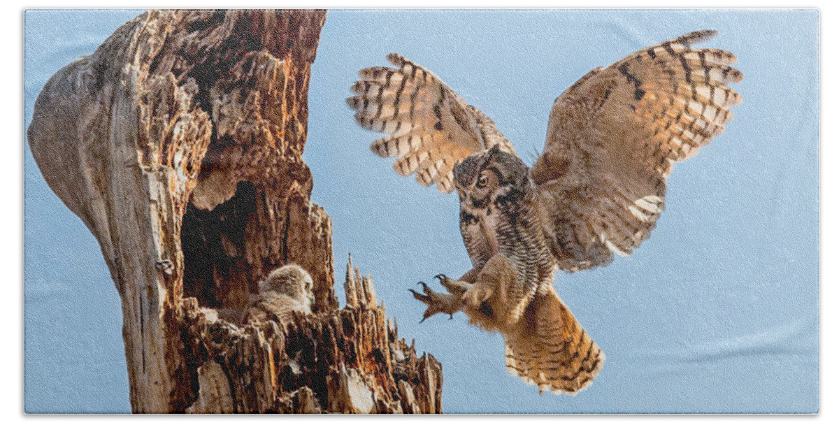 Bubo Virginianus Bath Towel featuring the photograph Great Horned Owl Returning to Her nest by Dawn Key