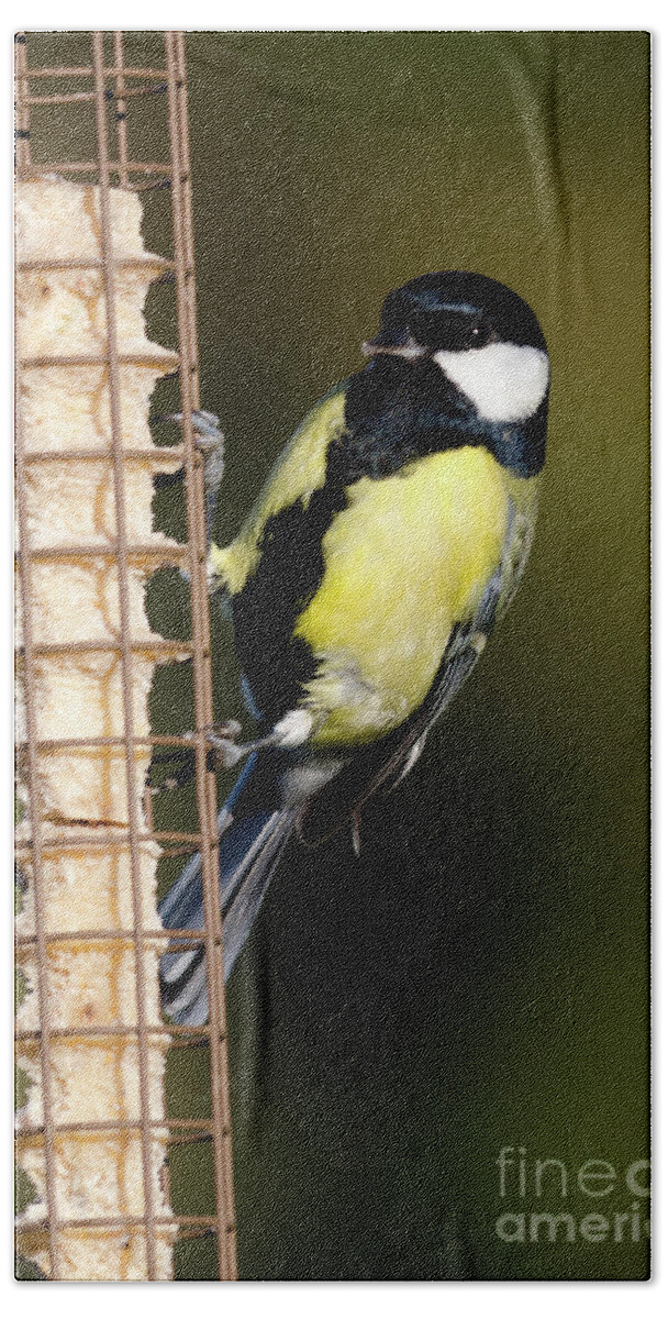 Great Tit Hand Towel featuring the photograph Great tit on feeder by Steev Stamford