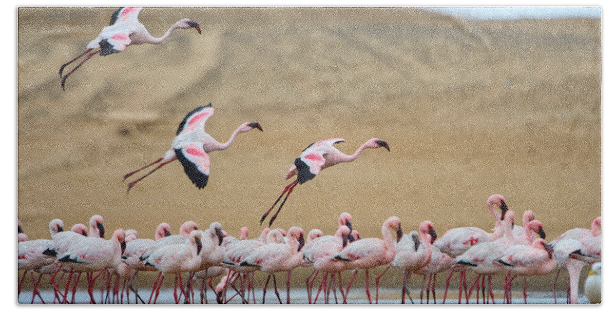 Photography Hand Towel featuring the photograph Greater Flamingos Phoenicopterus by Panoramic Images