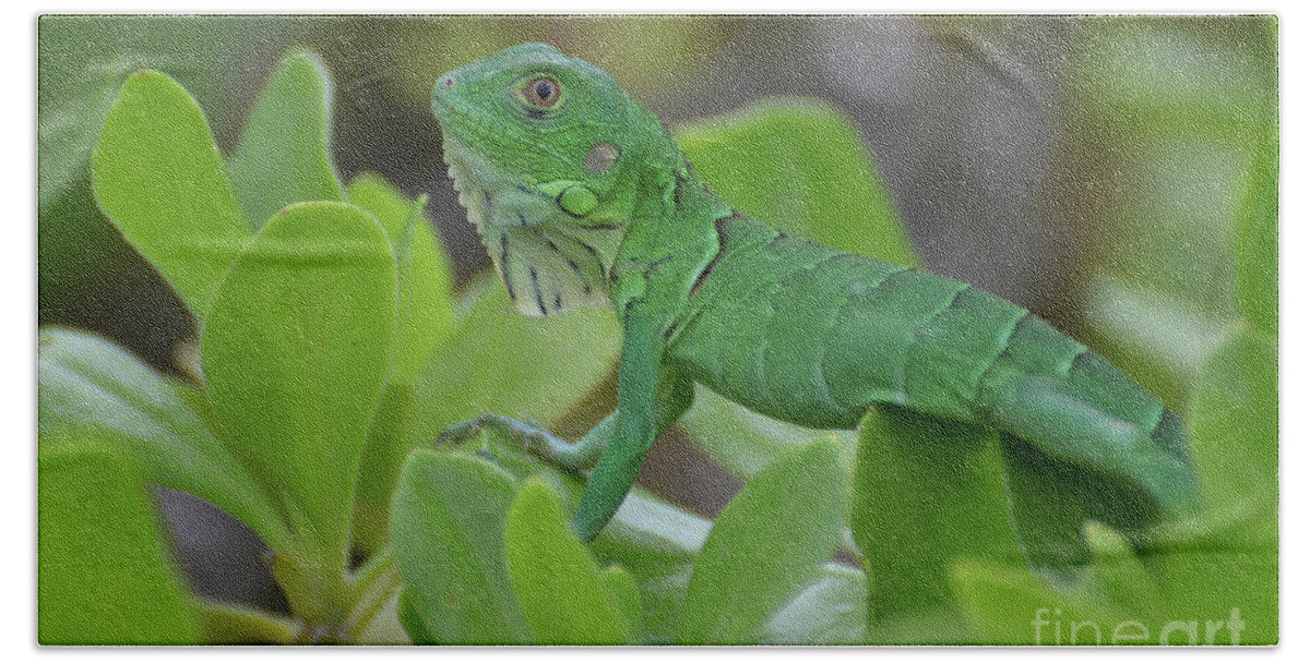 Iguana Bath Towel featuring the photograph Green Common Iguana In Shrubbery by DejaVu Designs