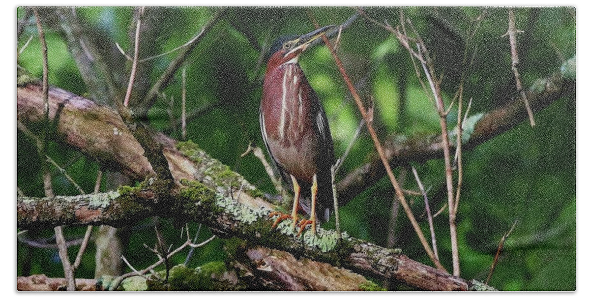 Birds Hand Towel featuring the photograph Green Heron by Kevin Craft