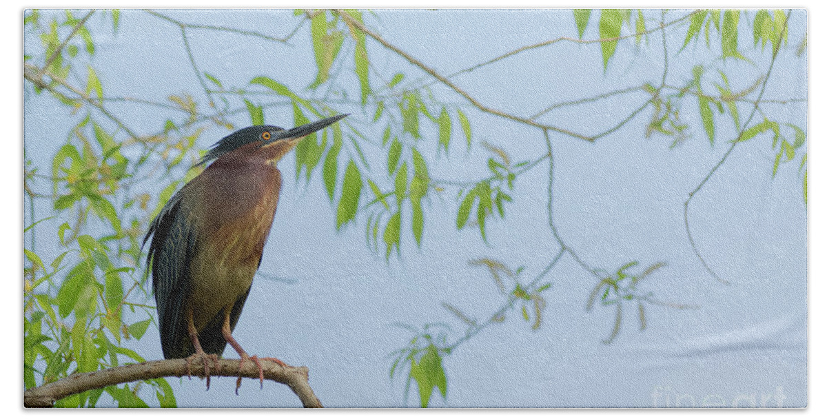 Green Heron Hand Towel featuring the photograph Green Heron On High by Natural Focal Point Photography