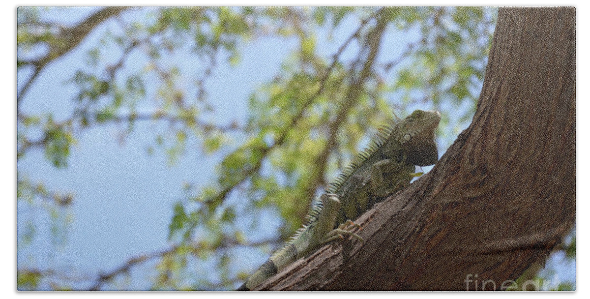 Iguana Bath Towel featuring the photograph Green Iguana Climbing up the Trunk of a Tree by DejaVu Designs